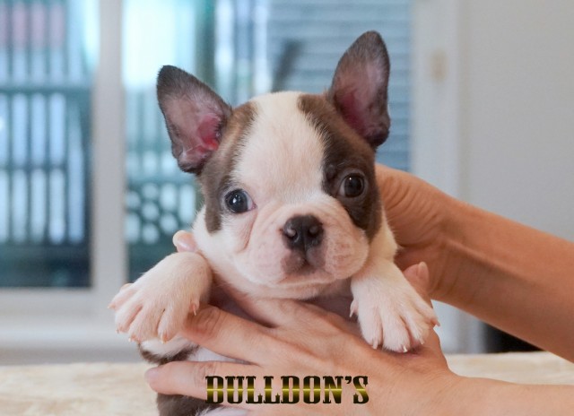 ID:BT509　ボストンテリア専門ブリーダーBULLDON’Sサムネイル