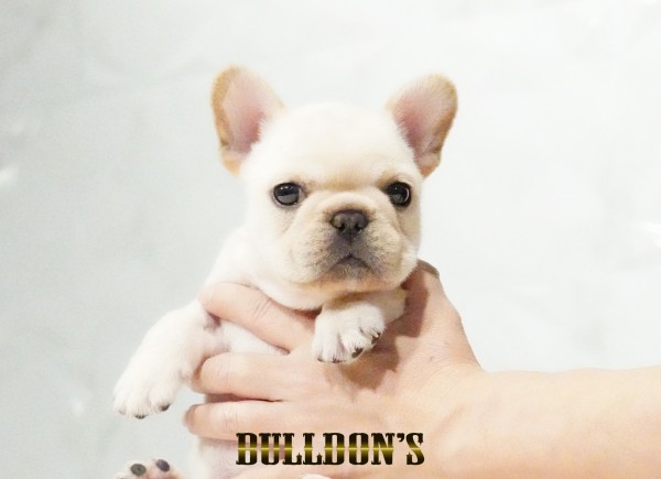 ID:FB1735　フレンチブルドッグ専門ブリーダーBULLDON’Sサムネイル