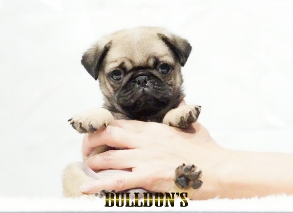 ID:PG732　パグ専門ブリーダーBULLDON’Sサムネイル