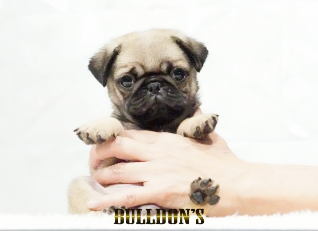 ID:PG732　パグ専門ブリーダーBULLDON’Sサムネイル