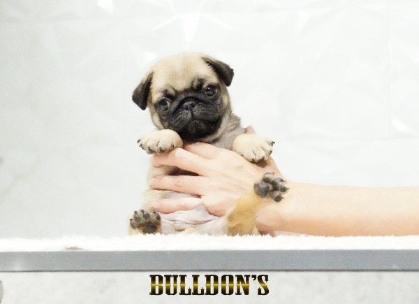 ID:PG733　パグ専門ブリーダーBULLDON’Sサムネイル