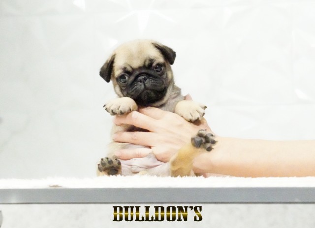 ID:PG733　パグ専門ブリーダーBULLDON’Sサムネイル
