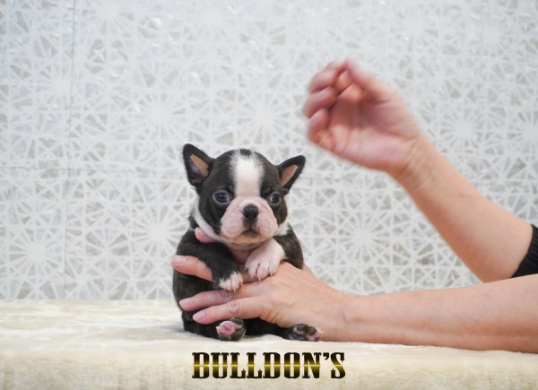 ID:BT514　ボストンテリア専門ブリーダーBULLDON’Sサムネイル