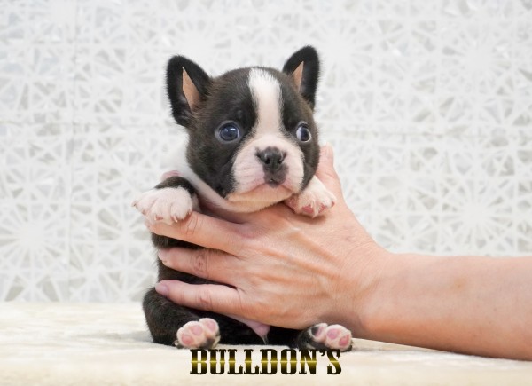 ID:BT515　ボストンテリア専門ブリーダーBULLDON’Sサムネイル