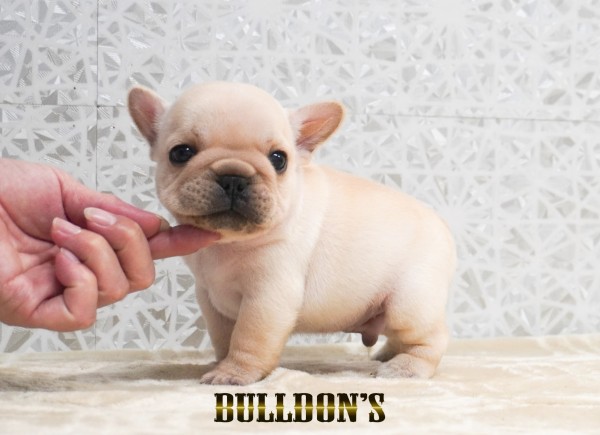ID:FB1737　フレンチブルドッグ専門ブリーダーBULLDON’Sサムネイル