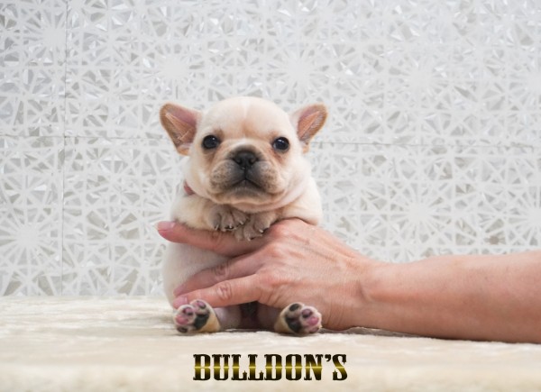 ID:FB1738　フレンチブルドッグ専門ブリーダーBULLDON’Sサムネイル