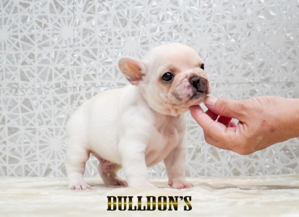 ID:FB1739　フレンチブルドッグ専門ブリーダーBULLDON’Sサムネイル