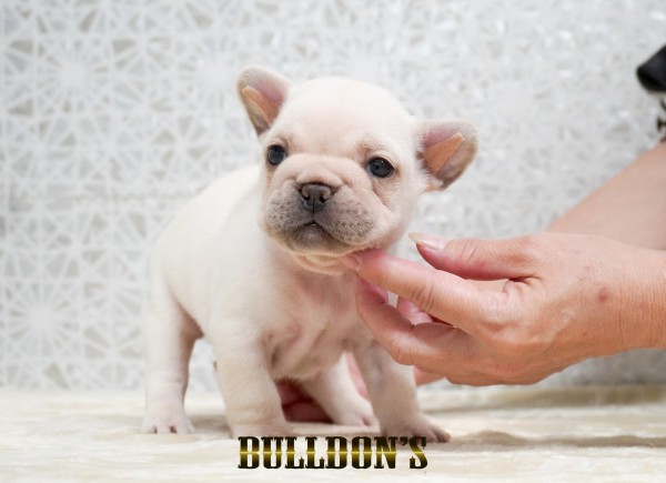 ID:FB1740　フレンチブルドッグ専門ブリーダーBULLDON’Sサムネイル