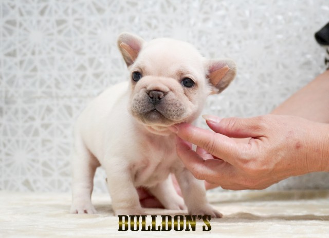 ID:FB1740　フレンチブルドッグ専門ブリーダーBULLDON’Sサムネイル