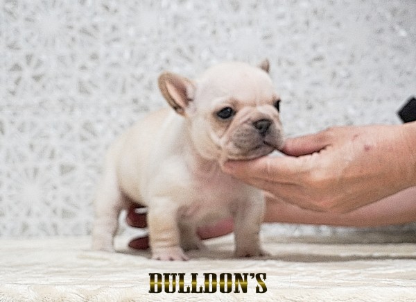ID:FB1741　フレンチブルドッグ専門ブリーダーBULLDON’Sサムネイル