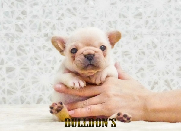 ID:FB1742　フレンチブルドッグ専門ブリーダーBULLDON’Sサムネイル