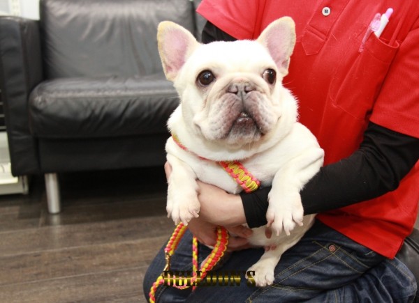 ID:67　エッグ　引退犬FrenchBulldogサムネイル