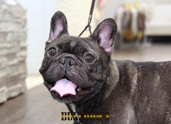 ID:66　グリ　引退犬FrenchBulldogサムネイル