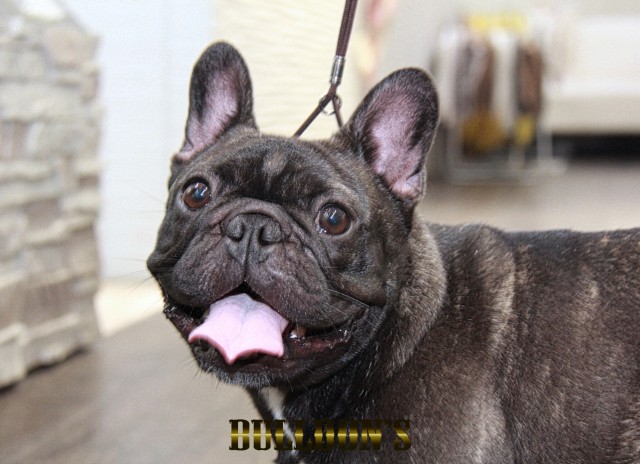 ID:66　グリ　引退犬FrenchBulldogサムネイル