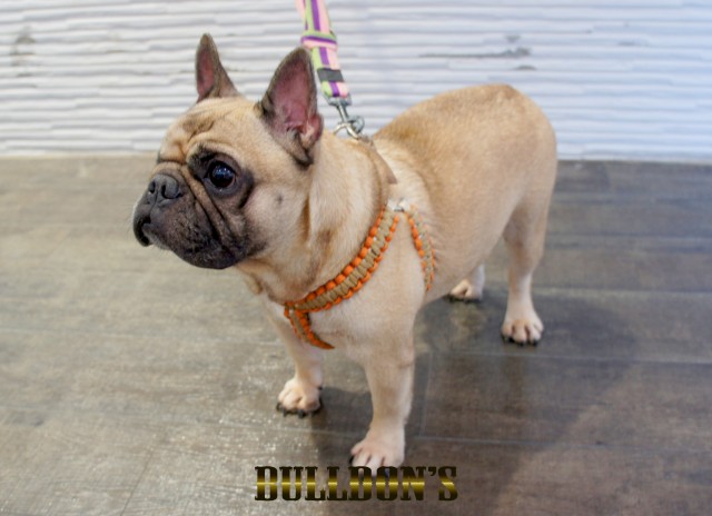 ID:65　アグー　引退犬FrenchBulldogサムネイル