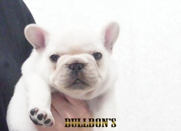 ID:FB1743　フレンチブルドッグ専門ブリーダーBULLDON’Sサムネイル