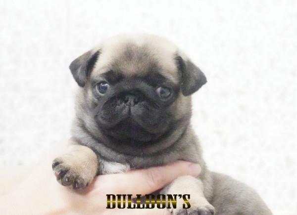ID:PG734　パグ専門ブリーダーBULLDON’Sサムネイル