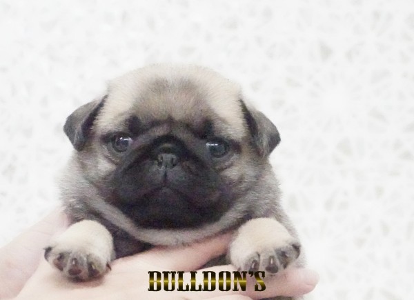 ID:PG736　パグ専門ブリーダーBULLDON’Sサムネイル