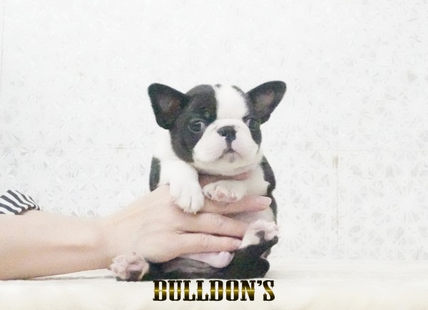 ID:BT516　ボストンテリア専門ブリーダーBULLDON’Sサムネイル
