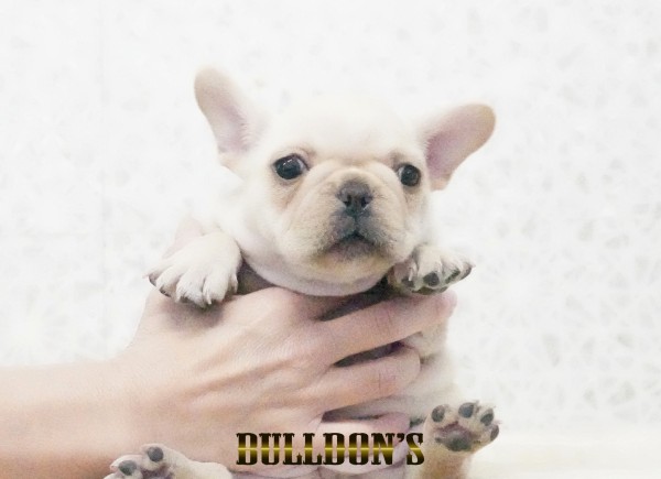 ID:FB1744　フレンチブルドッグ専門ブリーダーBULLDON’Sサムネイル