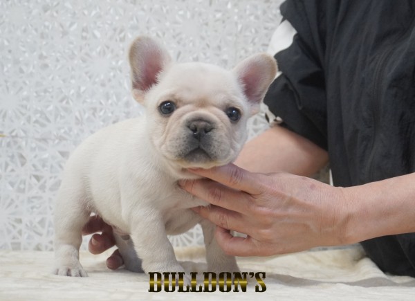 ID:FB1748　フレンチブルドッグ専門ブリーダーBULLDON’Sサムネイル