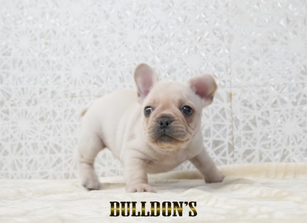 ID:FB1749　フレンチブルドッグ専門ブリーダーBULLDON’Sサムネイル