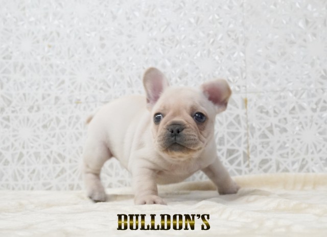 ID:FB1749　フレンチブルドッグ専門ブリーダーBULLDON’Sサムネイル