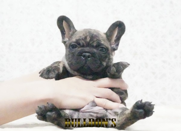 ID:FB1750　フレンチブルドッグ専門ブリーダーBULLDON’Sサムネイル