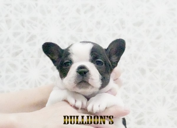 ID:FB1752　フレンチブルドッグ専門ブリーダーBULLDON’Sサムネイル