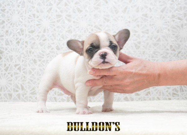 ID:FB1753　フレンチブルドッグ専門ブリーダーBULLDON’Sサムネイル