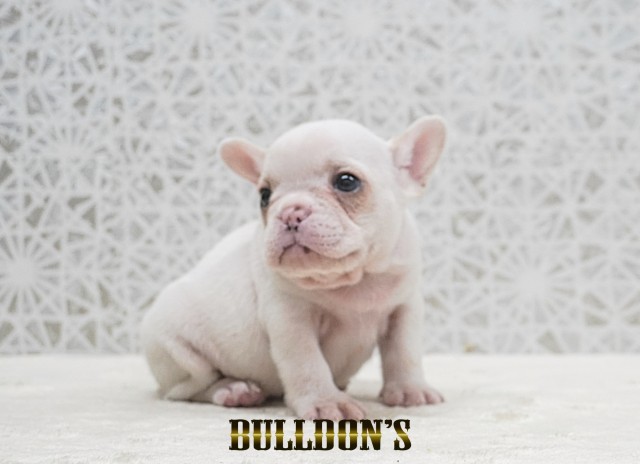 ID:FB1755　フレンチブルドッグ専門ブリーダーBULLDON’Sサムネイル