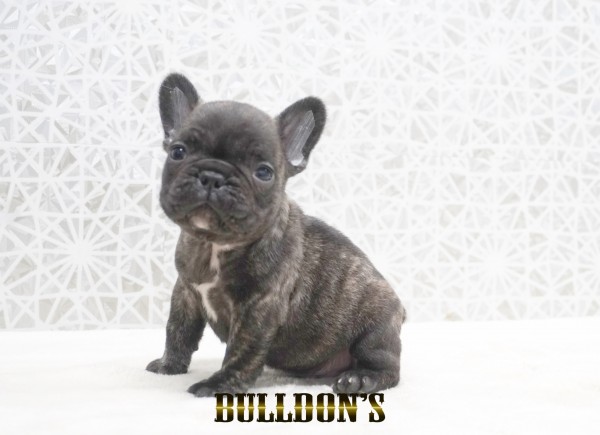 ID:FB1756　フレンチブルドッグ専門ブリーダーBULLDON’Sサムネイル