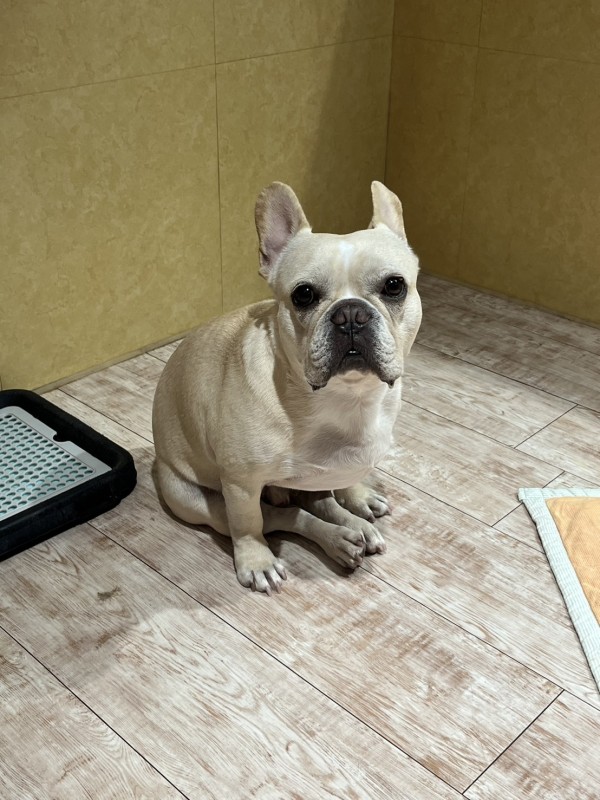 出身犬のマリン君がお泊りに来てくれました！サムネイル