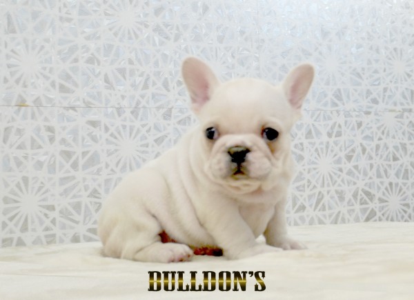 ID:FB1747　フレンチブルドッグ専門ブリーダーBULLDON’Sサムネイル