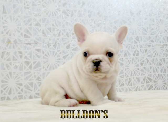ID:FB1747　フレンチブルドッグ専門ブリーダーBULLDON’Sサムネイル