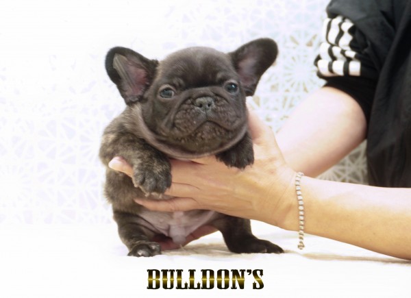 ID:FB1758　フレンチブルドッグ専門ブリーダーBULLDON’Sサムネイル
