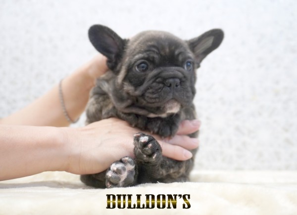 ID:FB1760　フレンチブルドッグ専門ブリーダーBULLDON’Sサムネイル