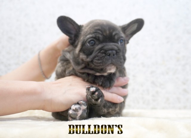 ID:FB1760　フレンチブルドッグ専門ブリーダーBULLDON’Sサムネイル