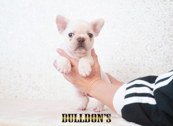 ID:FB1762　フレンチブルドッグ専門ブリーダーBULLDON’Sサムネイル