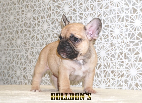 ID:FB1767　フレンチブルドッグ専門ブリーダーBULLDON’Sサムネイル