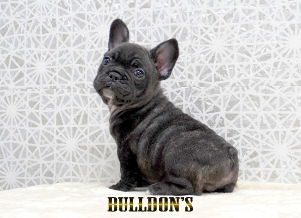 ID:FB1770　フレンチブルドッグ専門ブリーダーBULLDON’Sサムネイル