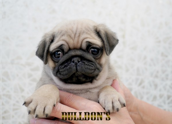 ID:PG737　パグ専門ブリーダーBULLDON’Sサムネイル
