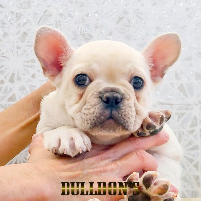 ★東京都のお客様★フレンチブルドッグのケイプくん！サムネイル
