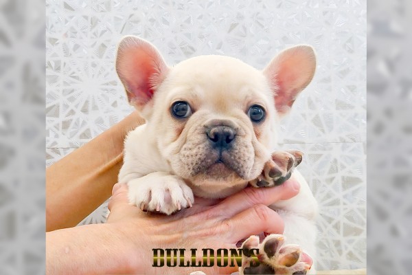★東京都のお客様★フレンチブルドッグのケイプくん！サムネイル