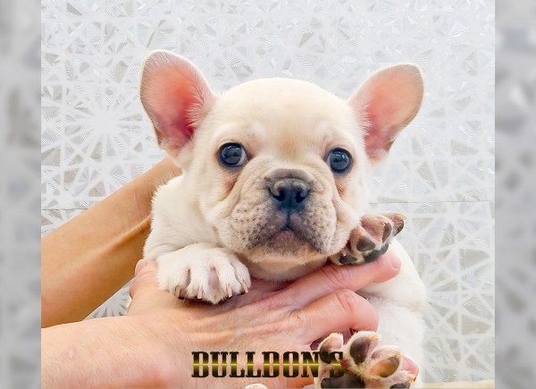 ID:FB1778　フレンチブルドッグ専門ブリーダーBULLDON’Sサムネイル