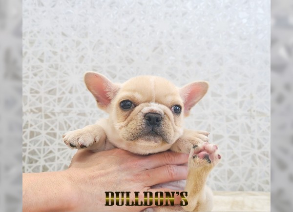 ID:FB1779　フレンチブルドッグ専門ブリーダーBULLDON’Sサムネイル