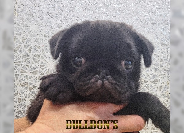 ID:PG743　パグ専門ブリーダーBULLDON’Sサムネイル