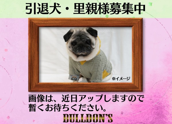 引退犬・里親募集のお知らせサムネイル
