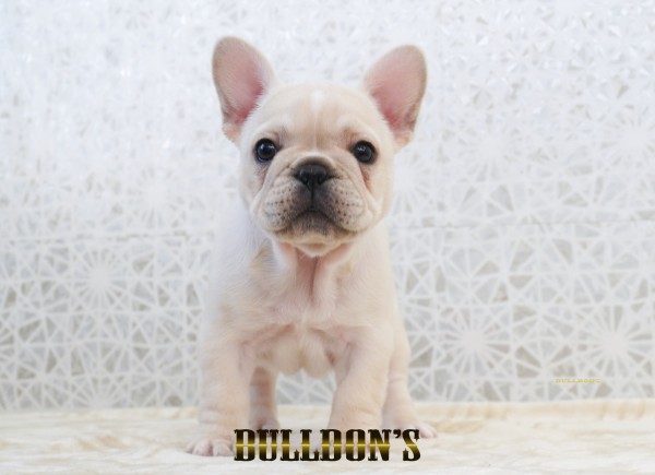 ID:FB1773　フレンチブルドッグ専門ブリーダーBULLDON’Sサムネイル