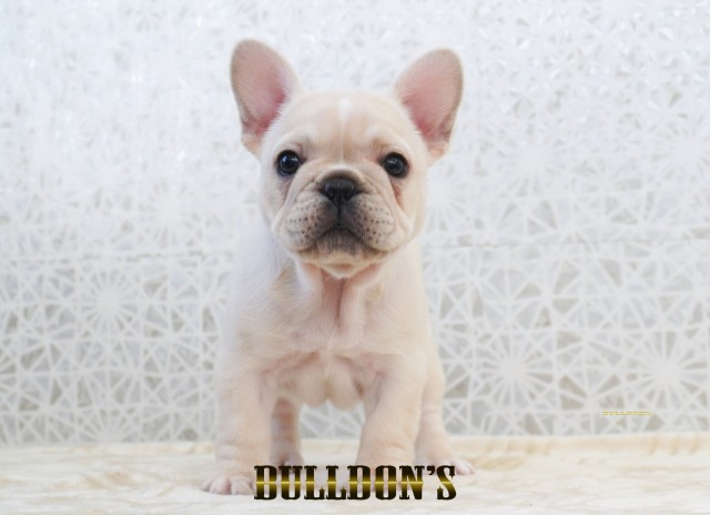 ID:FB1773　フレンチブルドッグ専門ブリーダーBULLDON’Sサムネイル